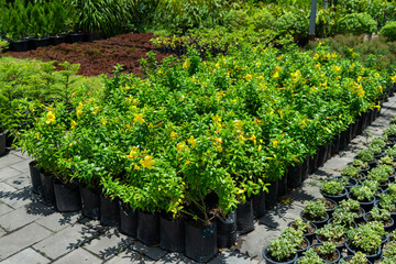 Seedling of plants and flowers in pots, plantation for growing seedlings of thuja and flowers in sunny summer weather, plant farm with auto-irrigation