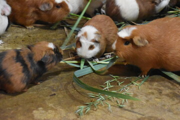 The wild guinea pigs of Peru being fed before turning