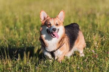 The welsh corgi in the grass.