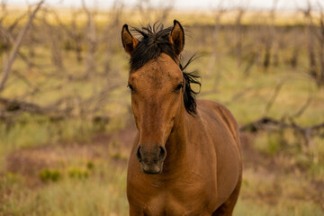 Fototapeta premium Wild Horse Looks Up From Grazing