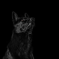 German Shepherd Dog Isolated on Black Background