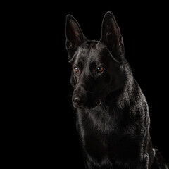 German Shepherd Dog Isolated on Black Background
