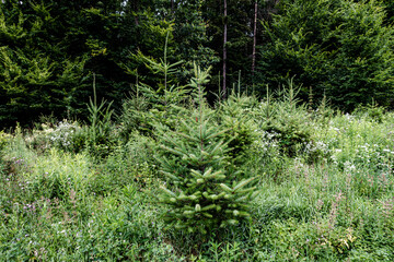 Wiederaufforstung im Mischwald