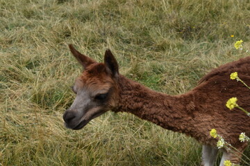 The wild Alpacas roaming the Saqsaywaman ruins above Cusco in Peru