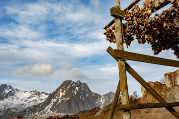 Incredible and famous traditional wild cod driers in spring in Norway in the lofoten islands