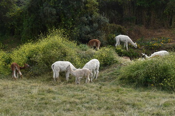 Fototapeta na wymiar The wild Alpacas roaming the Saqsaywaman ruins above Cusco in Peru