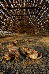 Incredible and famous traditional wild cod driers in spring in Norway in the lofoten islands