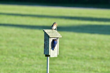 Eastern Bluebird on birdhouse