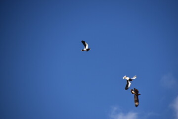 The mighty big Andean Condor in Peru