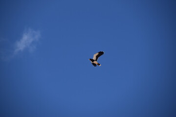 The mighty big Andean Condor in Peru