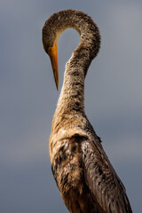 Anhinga 