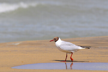 Gabbiano con testa colorata che passeggia sulla battigia 