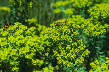 Fototapeta premium Green natural background flowering plant with wasps and insects on flowers
