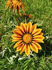 flower in the garden