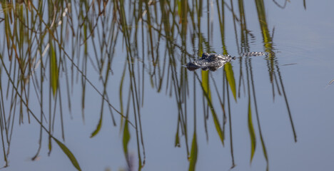 Gator in the Reeds