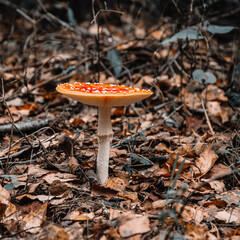 Red poisonous fly agaric in the forest. Close-up. Fly agaric red.