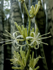 close up of a cactus