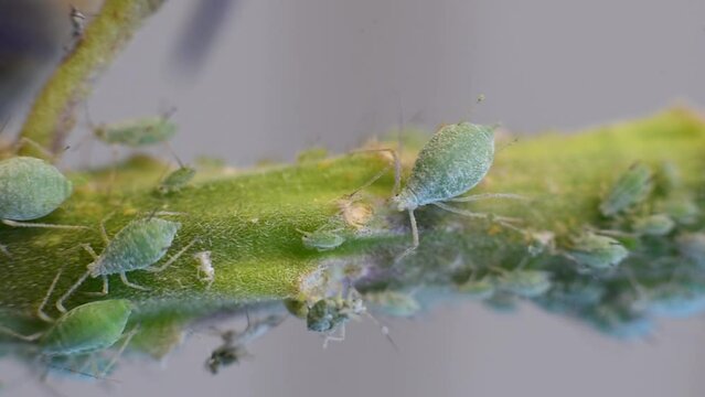 Green Aphid Pest feeding on plants