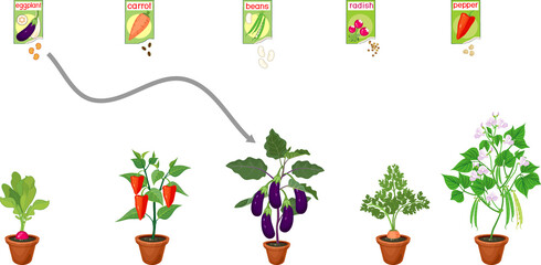 Educational matching game for biology lesson. Different vegetable plants with fruits in flower pots and open sachet with seeds isolated on white background