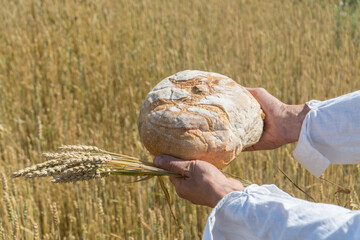 Male hands holding home baked bread loaf and ears of wheat above ripe wheat field.