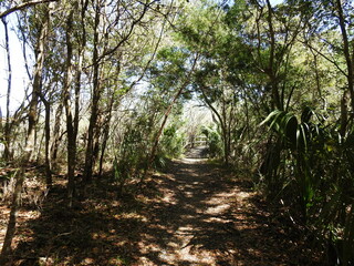Obraz premium Tourist enjoy hiking the Buxton Woods Trail located in the Outer Banks, Cape Hatteras National Seashore, Dare County, North Carolina.