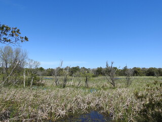 The natural beauty of the swamp known as Jennette Sedge, located in the Outer Banks,  Buxton Woods, Cape Hatteras National Seashore, Dare County, North Carolina.