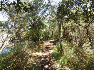 Tourist enjoy hiking the Buxton Woods Trail located in the Outer Banks, Cape Hatteras National Seashore, Dare County, North Carolina.