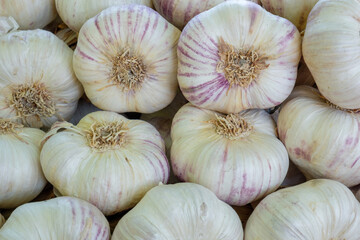 Garlic on Market in Provence