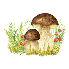 Boletus mushrooms watercolor, big white mushroom with grass, spongy mushroom, vegetarian gourmet cuisine, autumn mushrooms hand drawn illustration isolated on white background