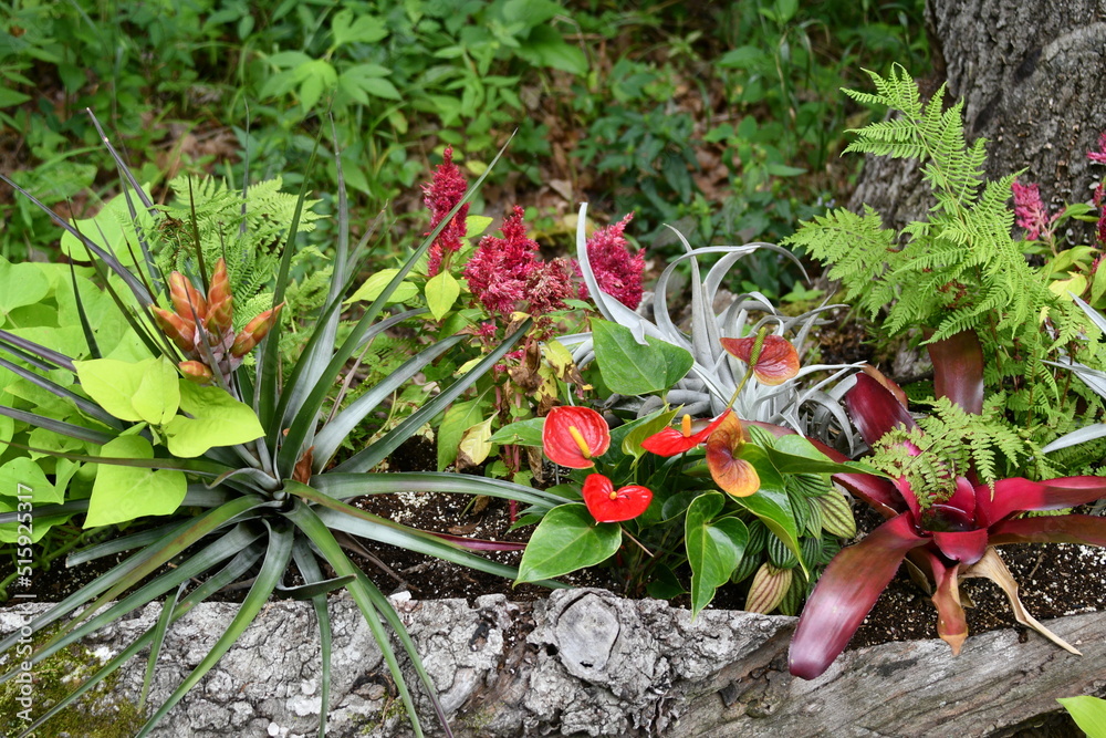 Canvas Prints tropical flower garden