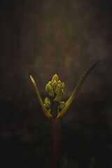 bud of a plant