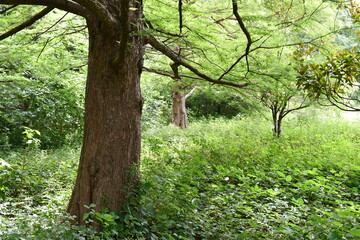 Obraz premium Forest