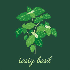 Spring of basil herb. Original, hand-drawn illustrations. Ideal for packaging, cooking, baby products, tea, healthcare, etc. Flower Basil, Ocimum Basilicum. Summer herb.