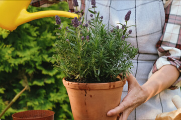 Female gardener watering potted lavender plant in backyard garden.