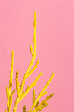 Artistic photo of flashing yellow plant on pink background