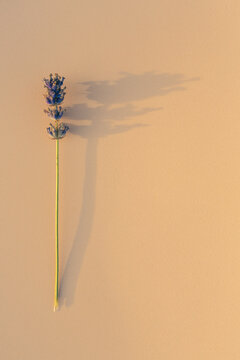 isolated violet lavender flower on a pastel background