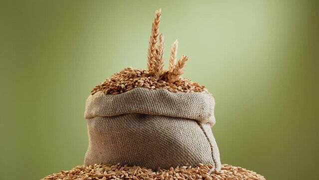 Malt grains close-up. Barley seeds in sack on green background, wheat texture. Brewery production concept. Agriculture and harvest time.