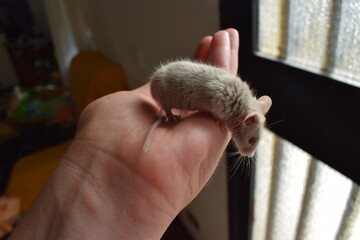 Young domestic mouse eating an almond while held in hand