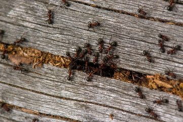 Mrowisko mrówki na pniu drzewa w lesie.	
 - obrazy, fototapety, plakaty