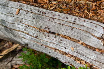 Mrowisko mrówki na pniu drzewa w lesie.	
 - obrazy, fototapety, plakaty