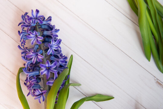 Top view on fresh spring purple flower lay on wooden table. Copy space for text. Sft focus, blurred image