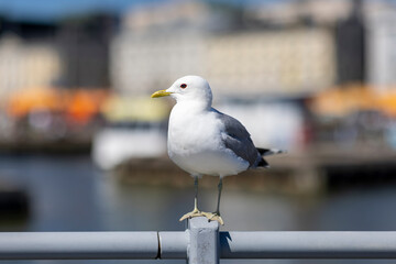 A Common Gull sitting on a railing and thinking of it's next move downtown Helsinki