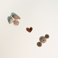 Composition made of seashells, pine cones and sea urchin with a heart-shaped leaf in the middle. Sweet summer idea on a beige background.
