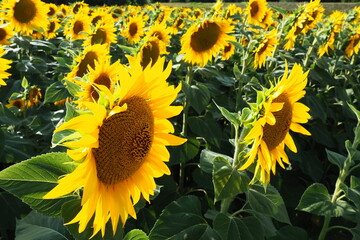 Agricultural sunflowers field. The Helianthus sunflower is a genus of plants in the Asteraceae...
