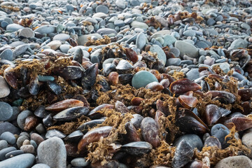 mussels on rocky beach in Georgia at Black sea.