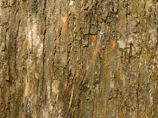 tree bark texture background