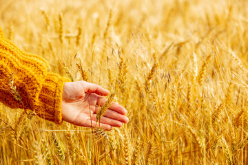 Female hand in yellow sweater touch wheat spikelets in field