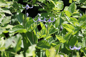 Flowering Solitary clematis (Clematis integrifolia) plant with green leaves and blue flowers in garden