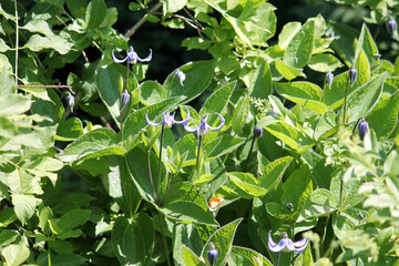 Obraz premium Flowering Solitary clematis (Clematis integrifolia) plant with green leaves and blue flowers in garden
