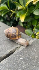slow walking snail